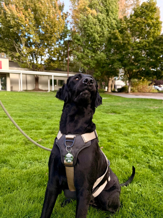 Mountain Adventure Pet ID Tag – Personalized Dog Name Tag