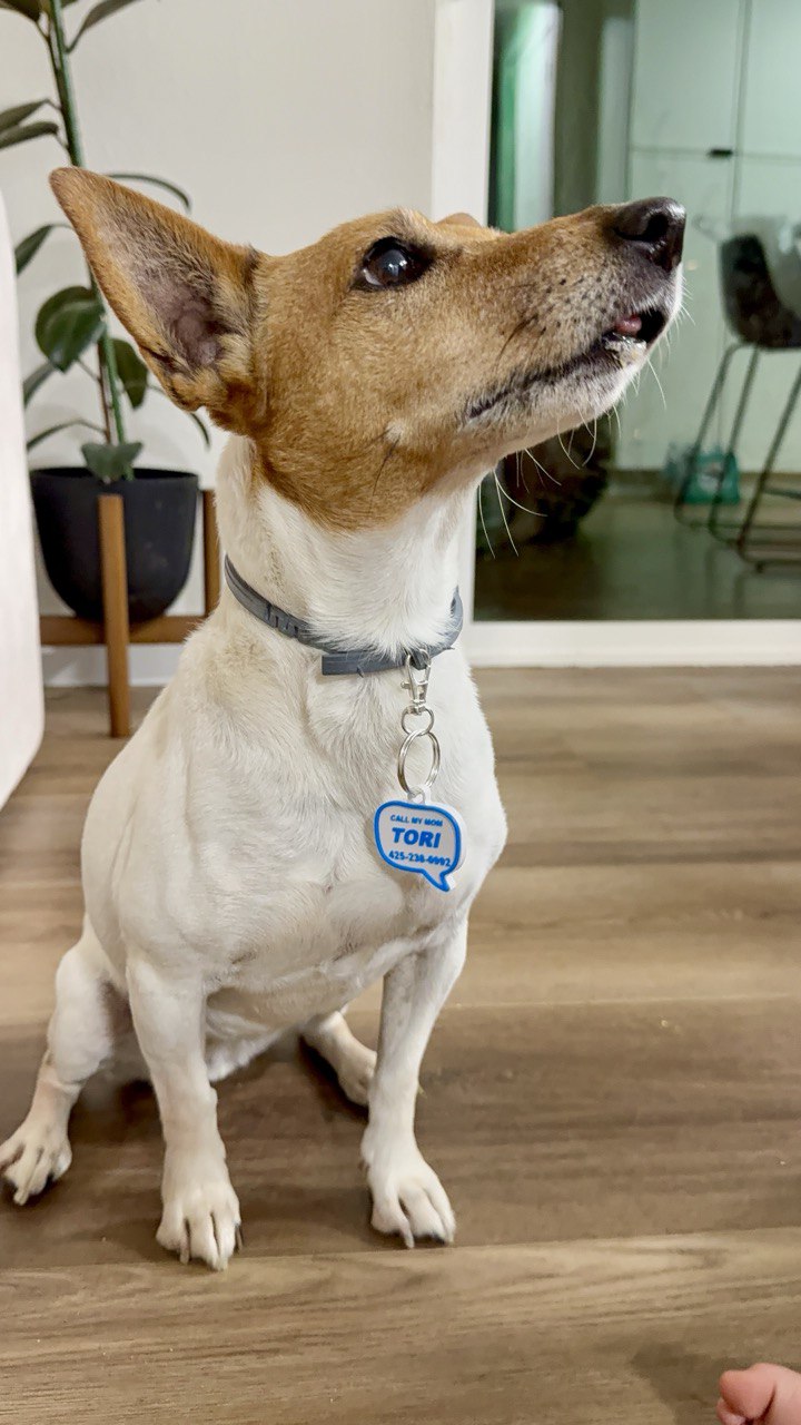 Tori (Mixed Breed)