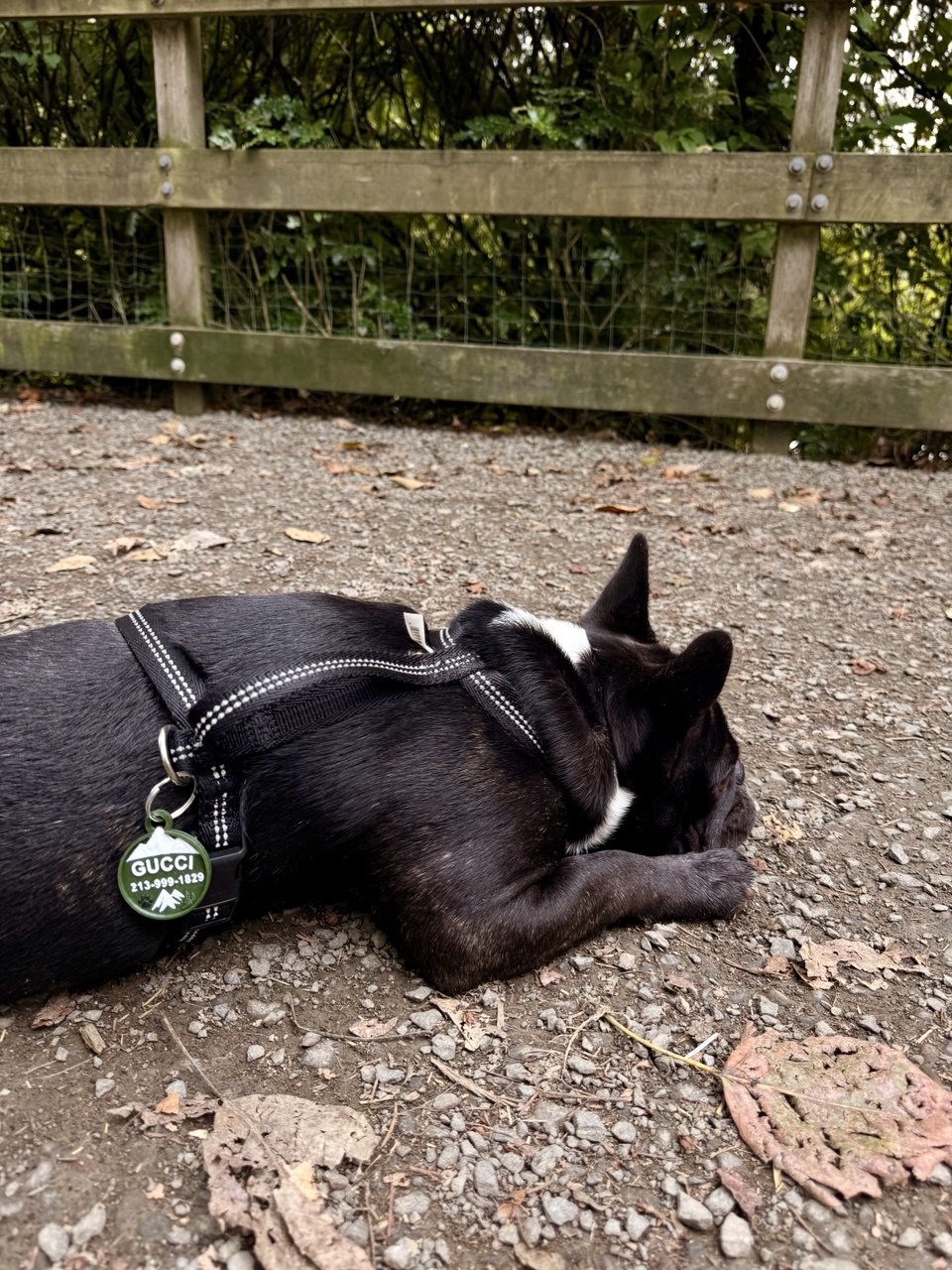Mountain Adventure Pet ID Tag – Personalized Dog Name Tag