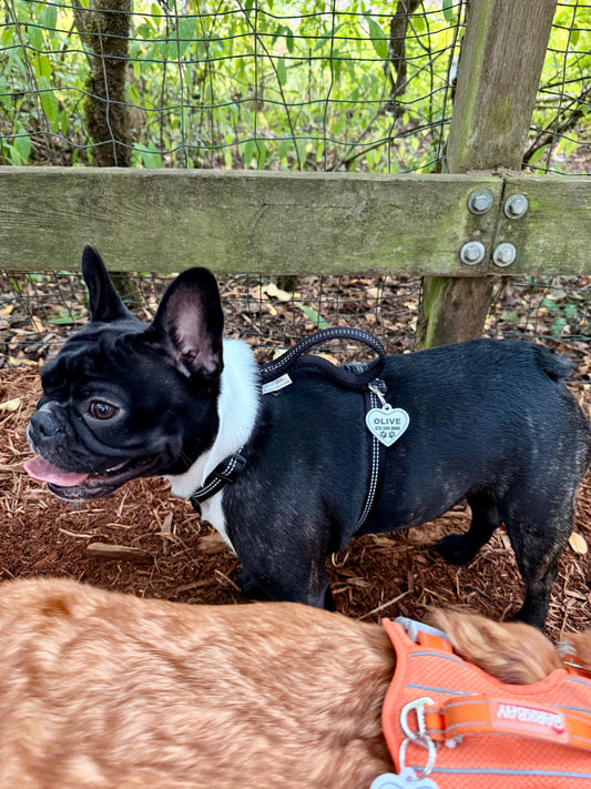Heart Paw Print Pet ID Tag – Personalized Dog & Cat Name Tag (Copy) (Copy)