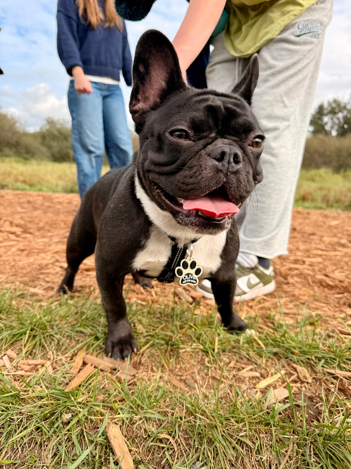 Olive (French Bulldog)