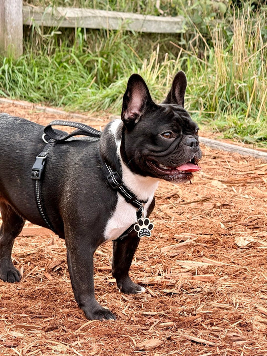 Classic Paw Print Pet ID Tag