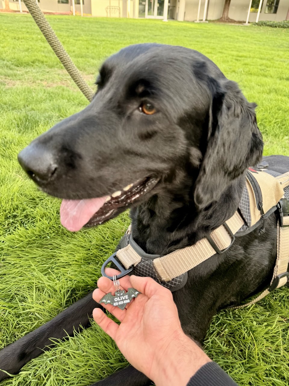 🦇 Bat Wing Pet ID Tag – Limited Halloween Edition