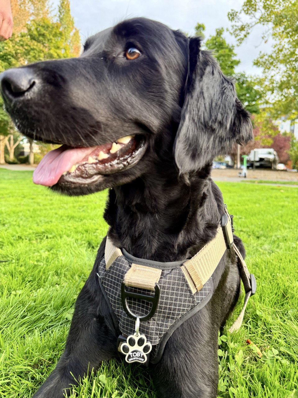 Classic Paw Print Pet ID Tag